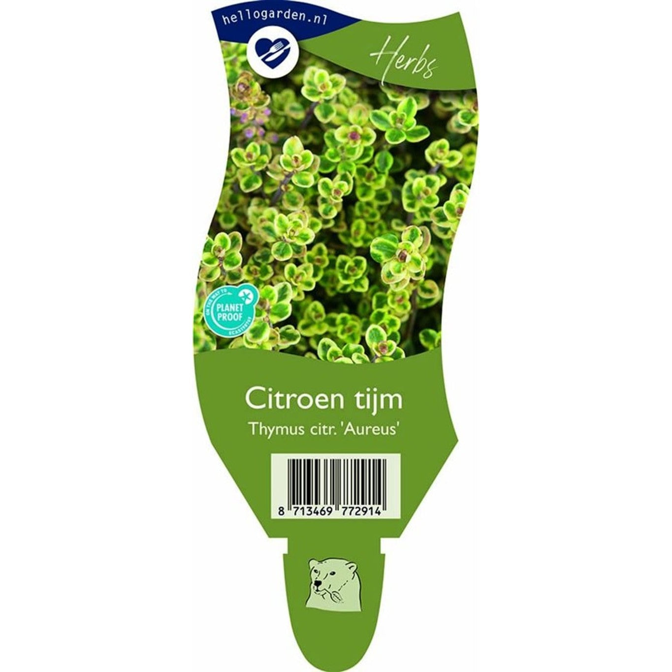 Citrontimjan – Thymus citriodorus 'Aureus' - P11